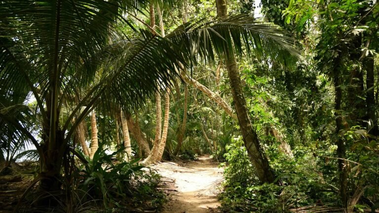Caribbean trail