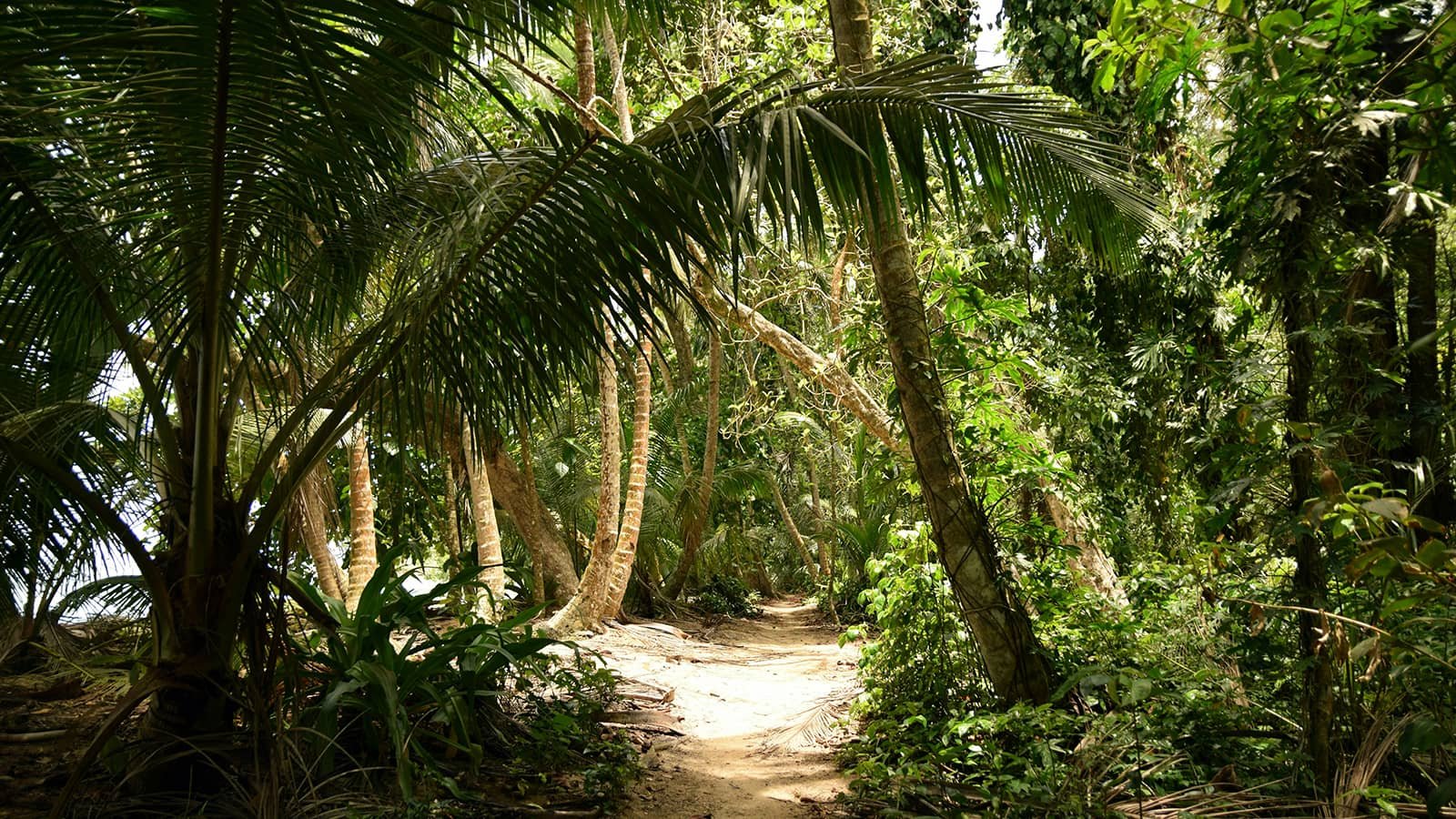 Caribbean trail